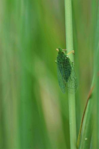 Réf. 293 935 : Dictyophara multireticulata